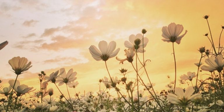 spring flowers with sunrise in the background