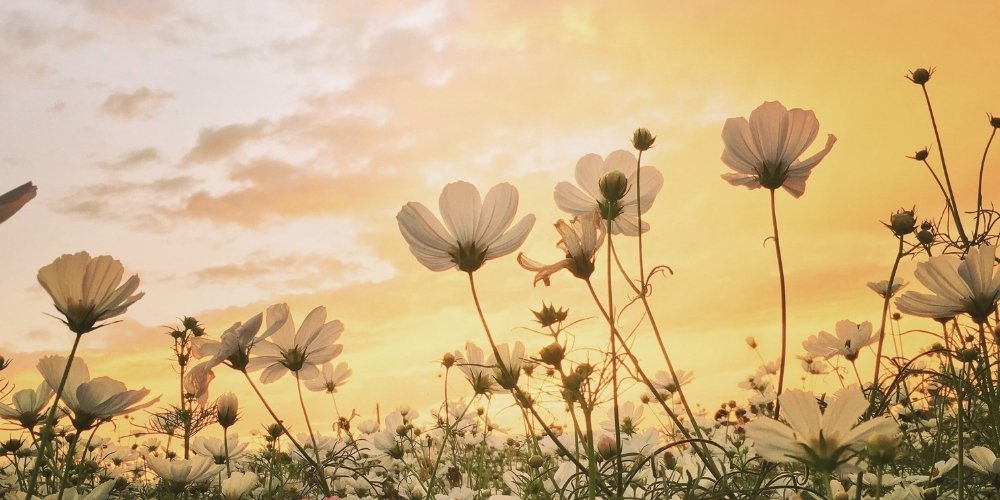 spring flowers with sunrise in the background