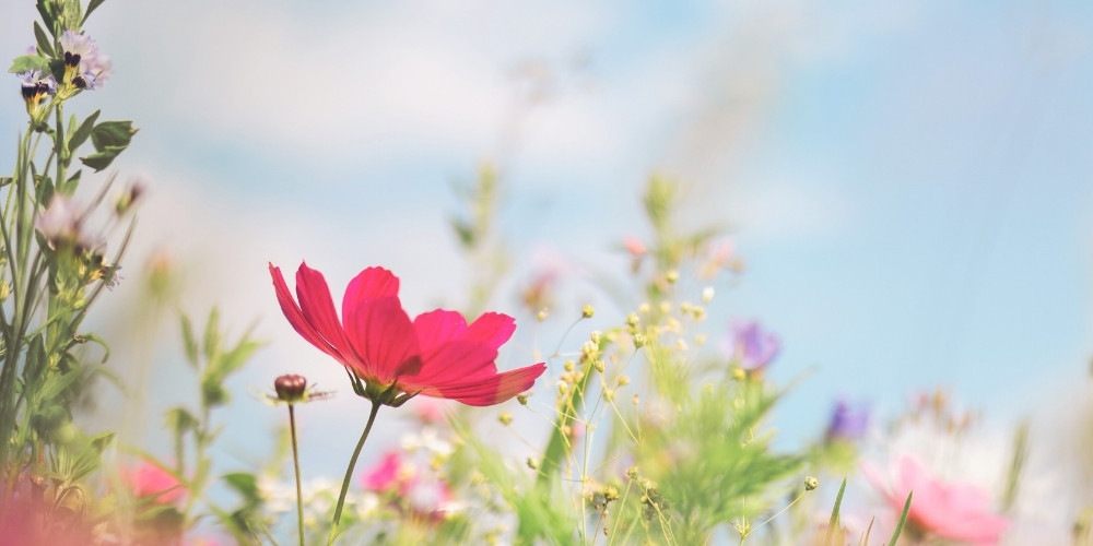 Colorful flowers under a clear blue sky