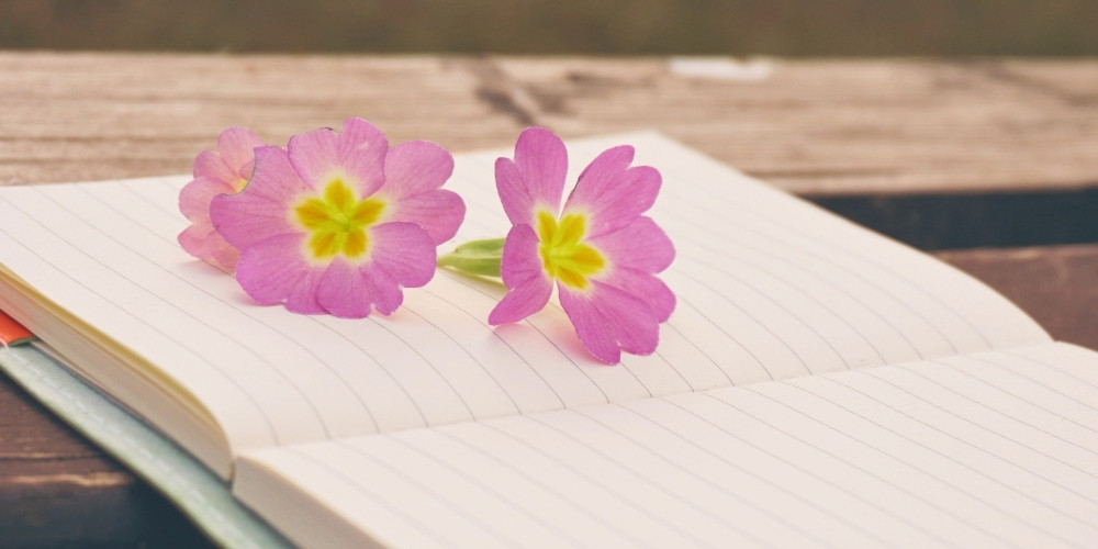 Pink flowers resting on an open notebook