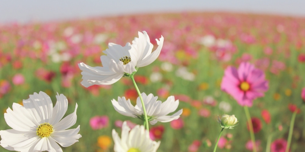 Field of pink and white spring flowers