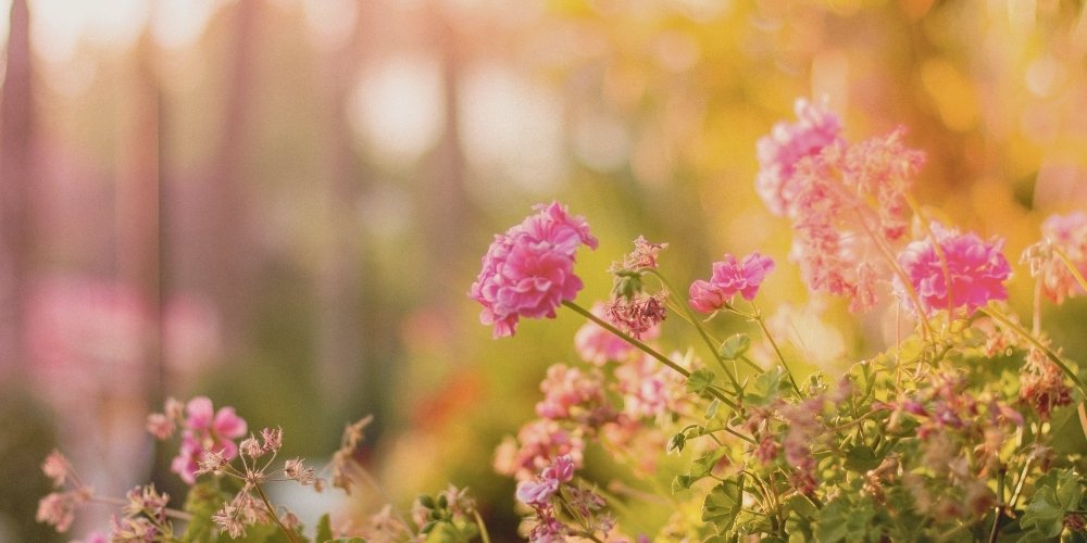 Pink summer flowers in bloom
