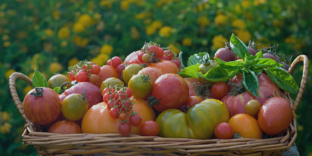 Basket of tomatoes and herbs
