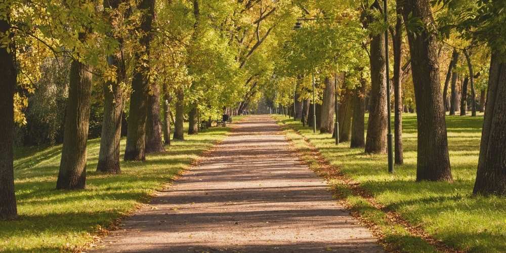Peaceful Tree-Lined Path