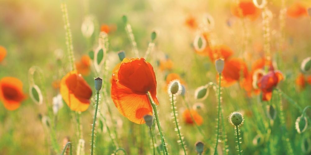 Poppy flowers blooming in a sunlit summer field.