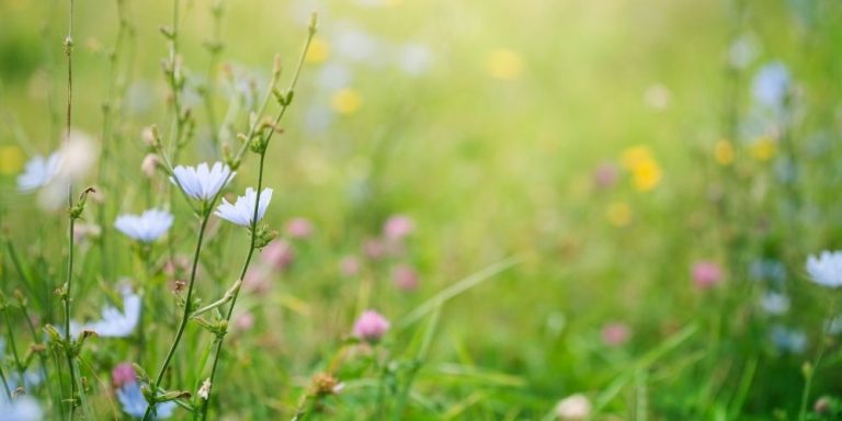 spring flowers