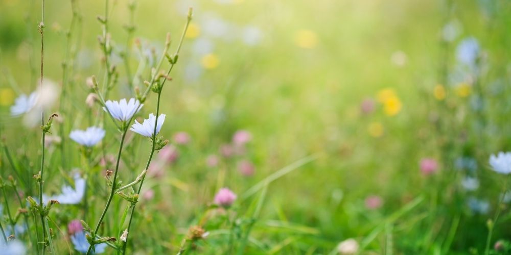 spring flowers