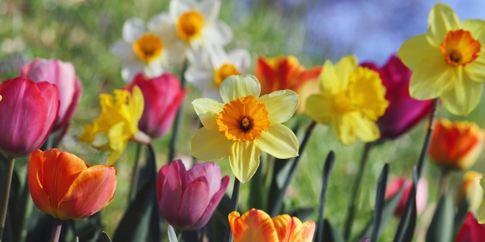 may flowers