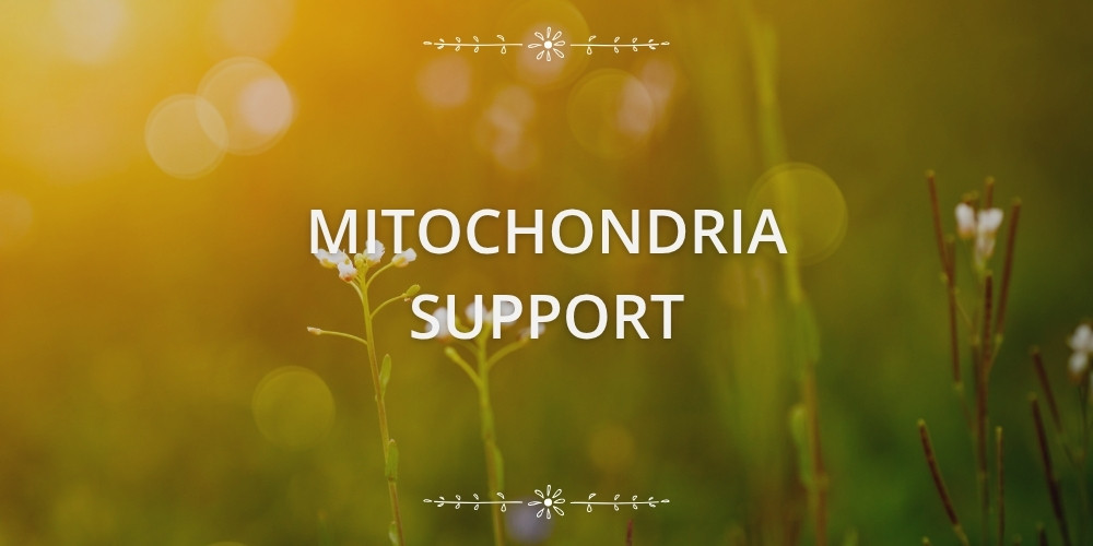 mitochondria support